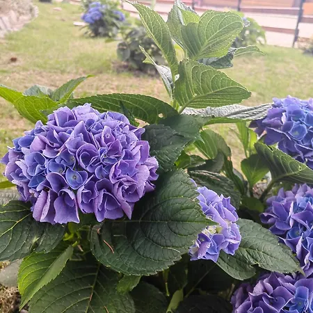 Pensiunea Pastravaria בית חווה